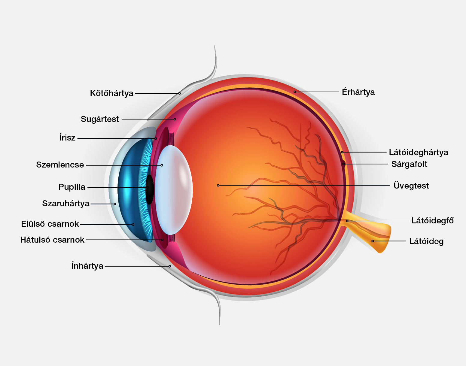 a szem és a látás gyógyszerei